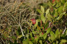 Pistachier sp.