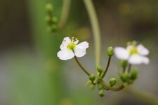 Fleur de Plantain d eau