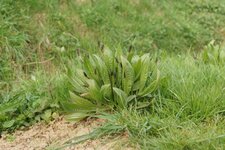 Plantain lancéolé