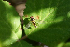 Platycheirus sp.