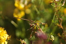 Platycnemis pennipes
