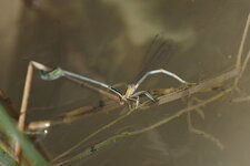 Agrion blanchâtre
