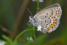 Plebejus argus - L