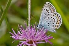 Plebejus argus