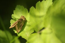 Plusie vert dorée / Diachrysa chrysitis