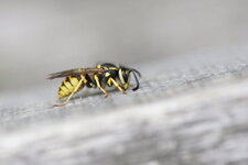 Poliste dominulus