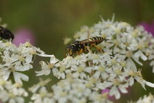 Poliste sp.