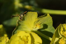 Poliste sp. - sous résserve
