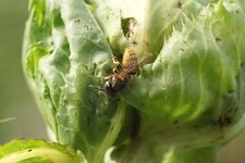 Poliste sp. - sous réserve