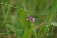 Polygala sp.