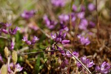 Polygala sp.