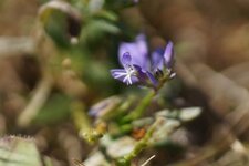 Polygala sp.