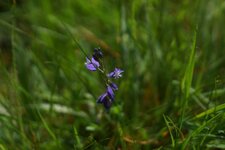 Polygala sp.