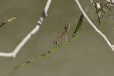 Ponte collective (C. splendens & C. haemorrhoidalis)