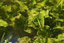 Potamot sp.