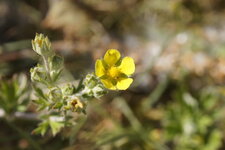 Potentilla hirta - sous réserve