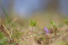 Potentille sauvage