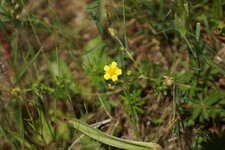 Potentille sp.