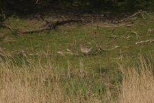 Poule faisanne