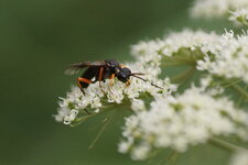 Pseudoamblyteles homocerus sous réserve