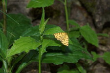 La Panthère
