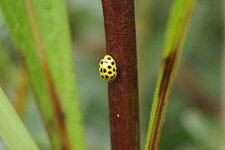Psyllobora 22-punctata