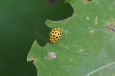 Coccinelle à 22 points