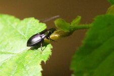 Pterostichus sp. - sous réserve
