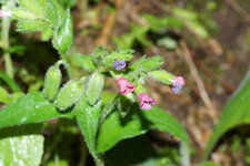 Pulmonaire sp.