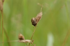 Eurygaster maura
