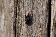 Rhypachromus sp.