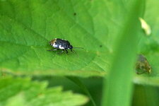 Tritomegas bicolor - sous réserve