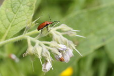 Pyrochroa Serraticornis