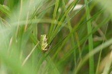 Rainette sp.