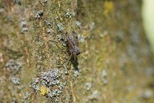 Rhagio scolopacea - sous réserve