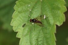 Rhagionidé sp. - sous réserve