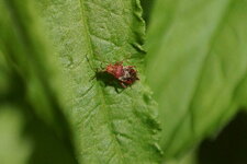 Rhopalus subrufus
