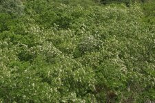 Robiniers faux-acacia
