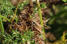 Decticelle bariolée, Roeseliana roeselii (Hagenbach, 1822)