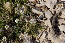 Romarin et Arabette sp.