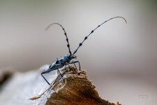 Rosalie des Alpes / Rosalia alpina