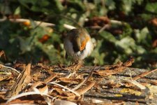 Rouge-gorge