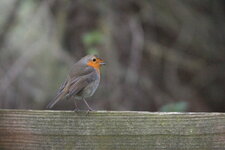 Rouge-gorge familier