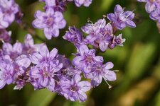 Fleurs de Saladelle