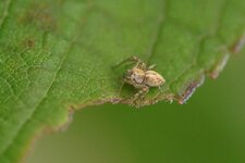 Oxyopes sp.