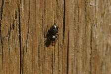 Heliophanus auratus