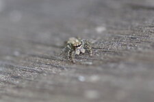 Salticus sp. 