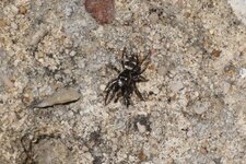 Saltique propinquus - sous réserve