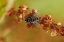 Sarcophaga sp.