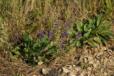 Sauge nemorosa